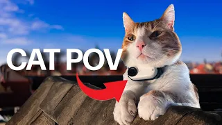 Cat Cam on Rooftops (Don't Watch If You Have Fear Of Heights)