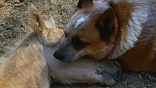 An old dog walked up to a dying foal and did something that will make you cry!