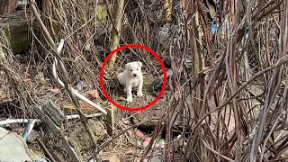 Rescued Tiny Stray Puppy Goes from Scared to Biggest Cuddle Bug