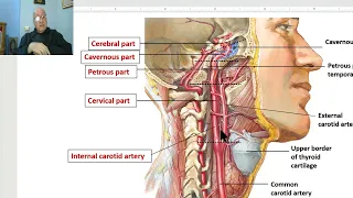 Anatomy of head and neck module in Arabic 75 (Internal carotid artery) , by Dr. Wahdan