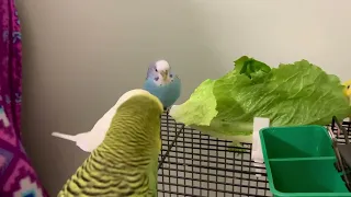 Budgies Socializing | The best method to learn a new skill