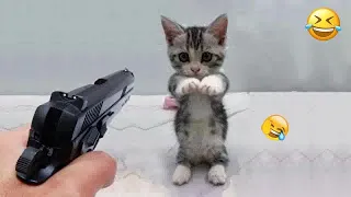 😹 Funniest Cats and Dogs 😅 Funny Animal Videos 2024 🐱