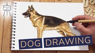 How to Draw a German Shepherd – A Quick and Easy Drawing Tutorial