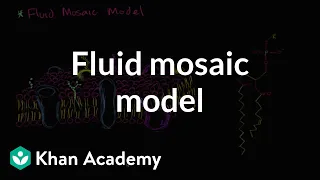 Fluid mosaic model of cell membranes | Biology | Khan Academy