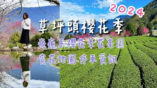 2024南投草坪頭櫻花季4K|山櫻花李花盛開|賞花地圖，停車資訊，美食推介|田園農場茶園櫻花超療癒|美拍景點帶你全程走一遍