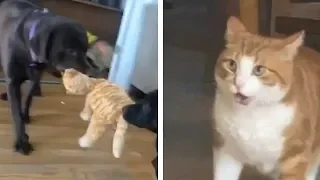 Cat Scared Of Dogs Playing Toy That Looks Like Him