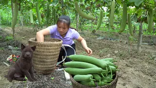 Harvesting hanging luffa - Making 30 duck egg nests, Visit the melon garden with dog Ngiu