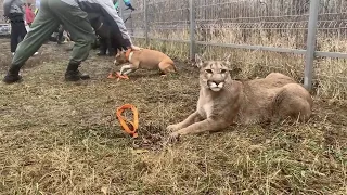 Открытый урок. Пума Месси даёт мастер-класс.