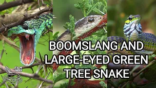 Deadly Boomslang of Africa - the most venomous rear-fanged snake and Large-eyed Green Tree Snake