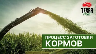 Заготовка кормов #2 І Цикл видео о производстве мраморной говядины