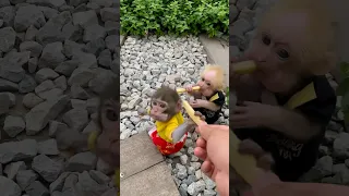 #monkey #animals #funny #trendingshorts #viral #smart #cutebaby #babymonkey #cute #cutebaby #shorts