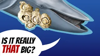 Barnacles Have the Biggest Male Reproductive Organs in the Ocean | Alien Ocean