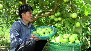 Harvest Guava Fruit goes to the market sell - Cooking - Take Care Of The Pet - Solo Survival