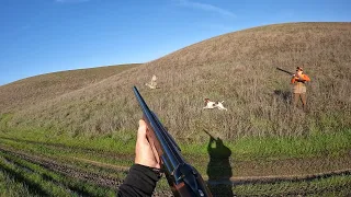 HILL COUNTRY CHUKARS #chukarhunting #quailhunting #pheasanthunting #hunting #birdhunt #gsp #birddog