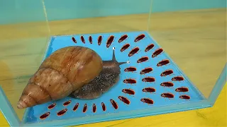 What if a hungry Snail sees 100 cockroaches at once?