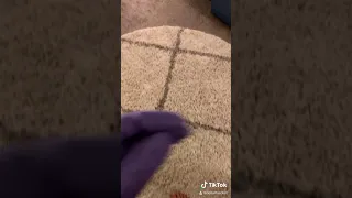 Bugs in Rug TikTok