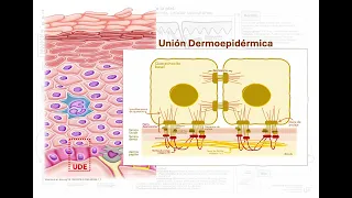 Tema 1. Anatomía y Fisiología de la Piel