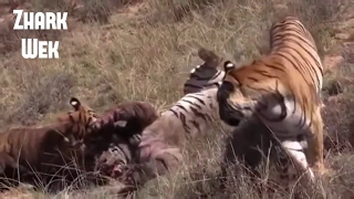 Craziest Animal Fights Most Amazing Wild Animal Attacks Compilation