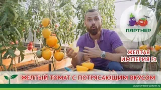 ЖЕЛТЫЙ ТОМАТ С ПОТРЯСАЮЩИМ ВКУСОМ. ЖЕЛТАЯ ИМПЕРИЯ F1