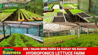 85K SA SUCCESSFUL LETTUCE FARMING  , TAMANG DISKARTE SA NEGOSYO