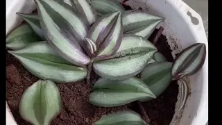 Veja Como propagar de maneira fácil esta linda planta#tradescantiazebrina