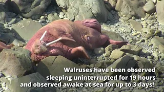 Five Fascinating Facts about Walruses - Never Stop Learning