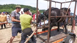 Calul lui Dorel de la Sighetu Marmației la potcovit cu Marius de la Negreia - Maramureș