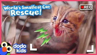 Mom’s Daring Baby Wild Cat Rescue Caught On Camera! | Dodo Kids | Rescued!