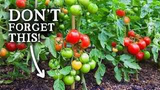 Don't Make THIS Tomato Growing Mistake