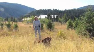 Working Dogs for Conservation Field Demo