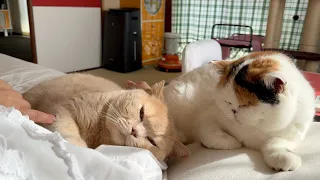 母に腕枕をしてもらう猫に嫉妬する猫がすごく可愛い