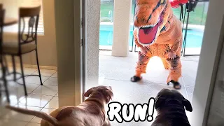 Pitbull Dogs vs Giant Dinosaur Prank!