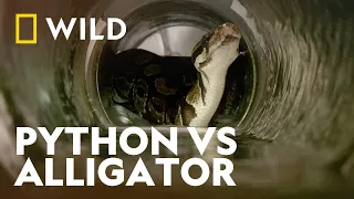 Burmese Python Eats An Alligator Whole | World's Deadliest Snakes | National Geographic WILD