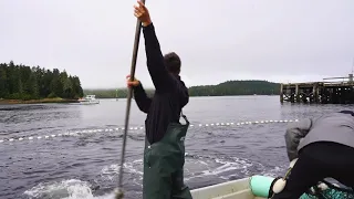 Beach Seining for Coho Salmon in Alaska #NATIVEWAY