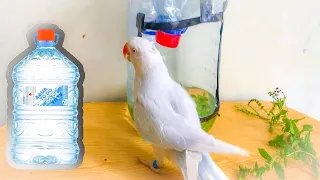 How to make water bottle birds bath