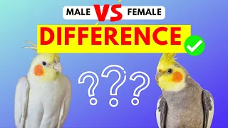 Cockatiel Male And Female Difference | Easiest Ways To Identify Cockatiels Gender