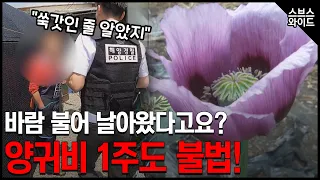 섬마을이 통째로 왈칵! 마약 양귀비 단속 현장