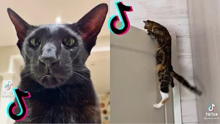 CUTE AND FUNNY CAT MEMES COMPILATION from TikTok part 14