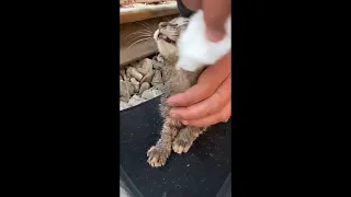 Saving Poor kitten