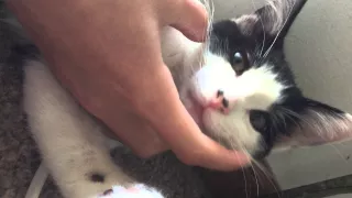 Little kitty = big yawn