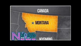 Wolf-like animal shot in Montana, DNA tests underway