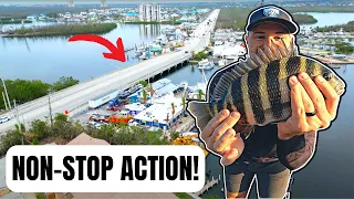 Bridge Fishing In Fort Myers Beach! *SPECIAL GUEST*