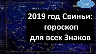 2019 год Свиньи: гороскоп для всех Знаков