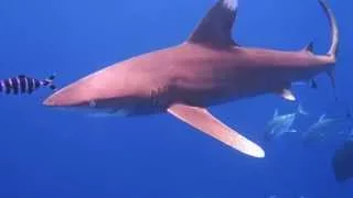 Close encounter with oceanic shark diving in the red sea
