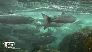 Sockeye salmon, under waterfall 4K stock footage