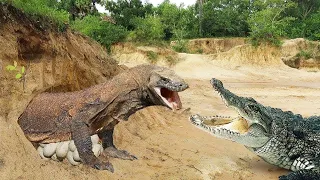 WOW! Big Komodo is determined to protect the egg nest from Crocodile vs Python attack