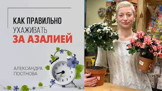 Красивое цветущее комнатное растение Азалия. Как правильно ухаживать за азалией и что учесть.