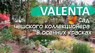 Чешcкий питомник Valenta| Осенний сад| Редкие хвойные