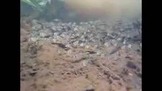 Corydoras in the Amazon