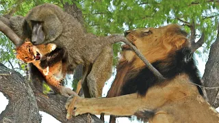 Sad Story! Foolish Baboons Steal Lion Cub And Lion's Savage Revenge - Baboon Vs Lion